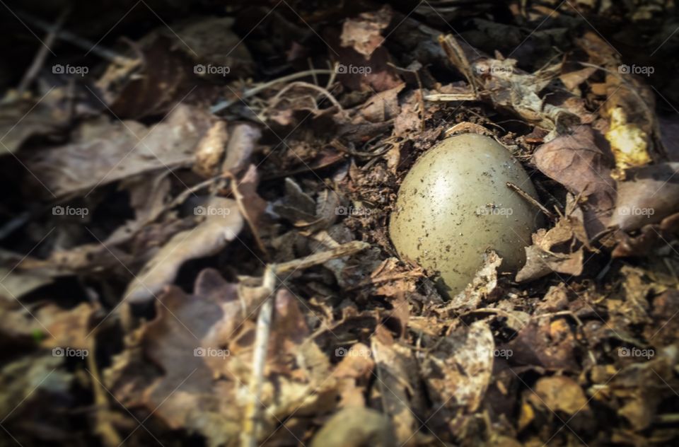 Single egg surrounded by leaves