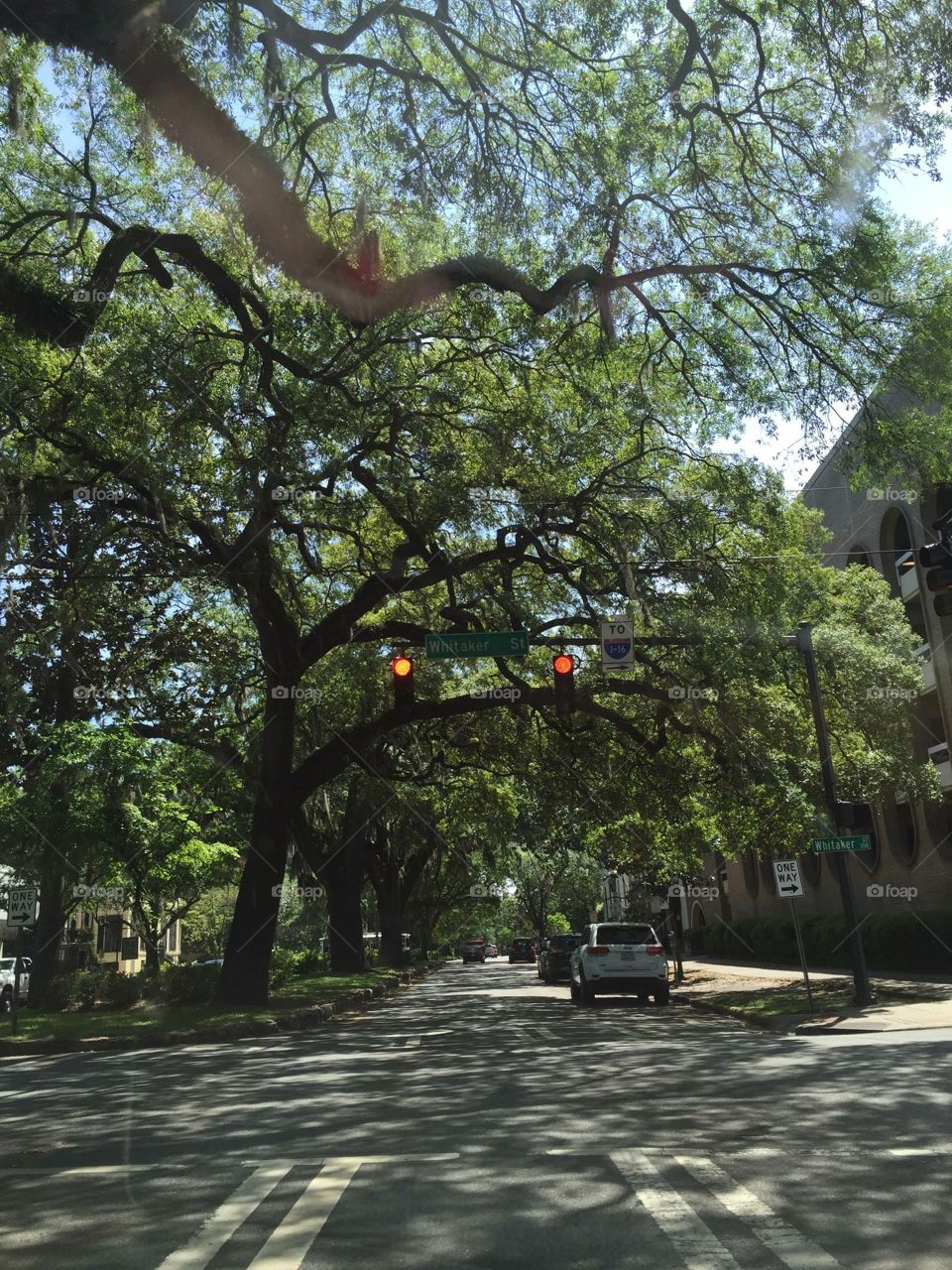 Trees in Savannah GA
