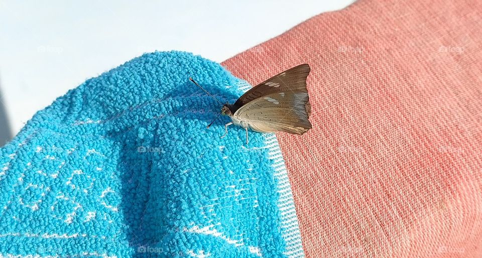 Fond of colours 🤩 the beautiful brown butterfly