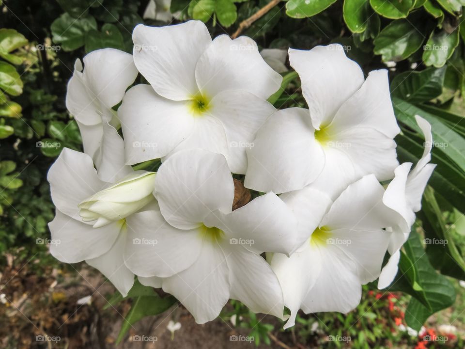 White flowers