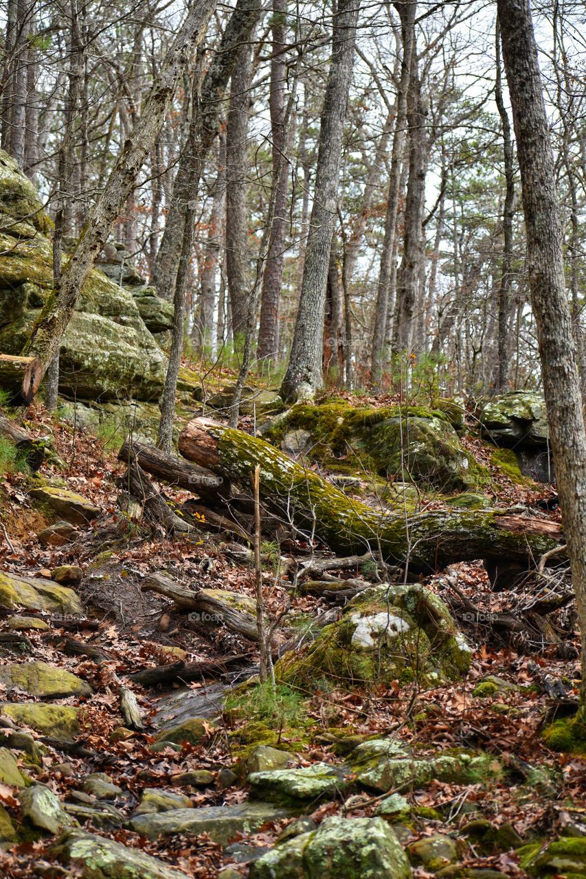 Scenic view in woods