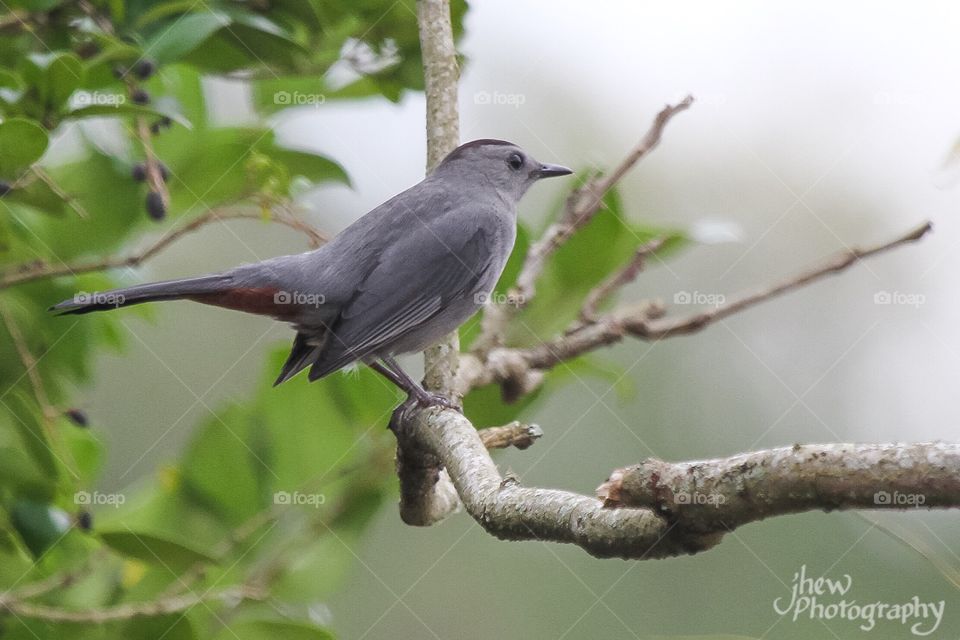 Gray Catbird