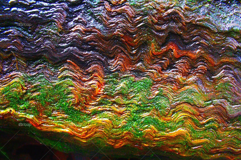 Redwoods bark close up