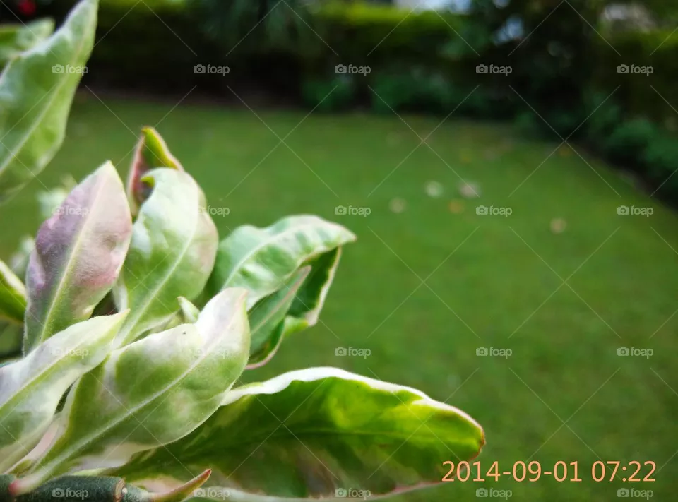 Nature