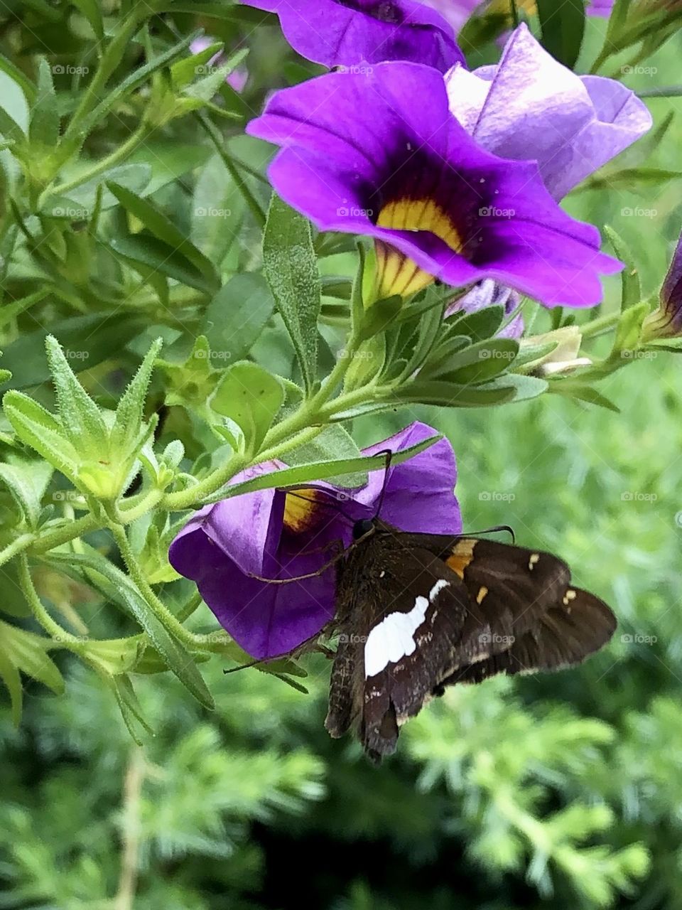 Silver spotted skipper flasher butterfly pollinating purple petunia summer flowers nature plants wildlife bugs insects backyard garden container gardening patio plants epargyreus clarus glimmers small moments of happiness relaxing leaves foliage
