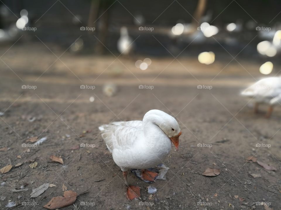 duck