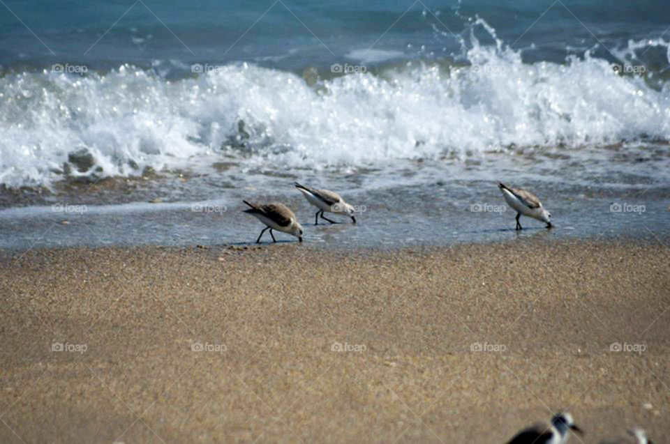 seagulls on the beach. seagulls scavenging in the surf