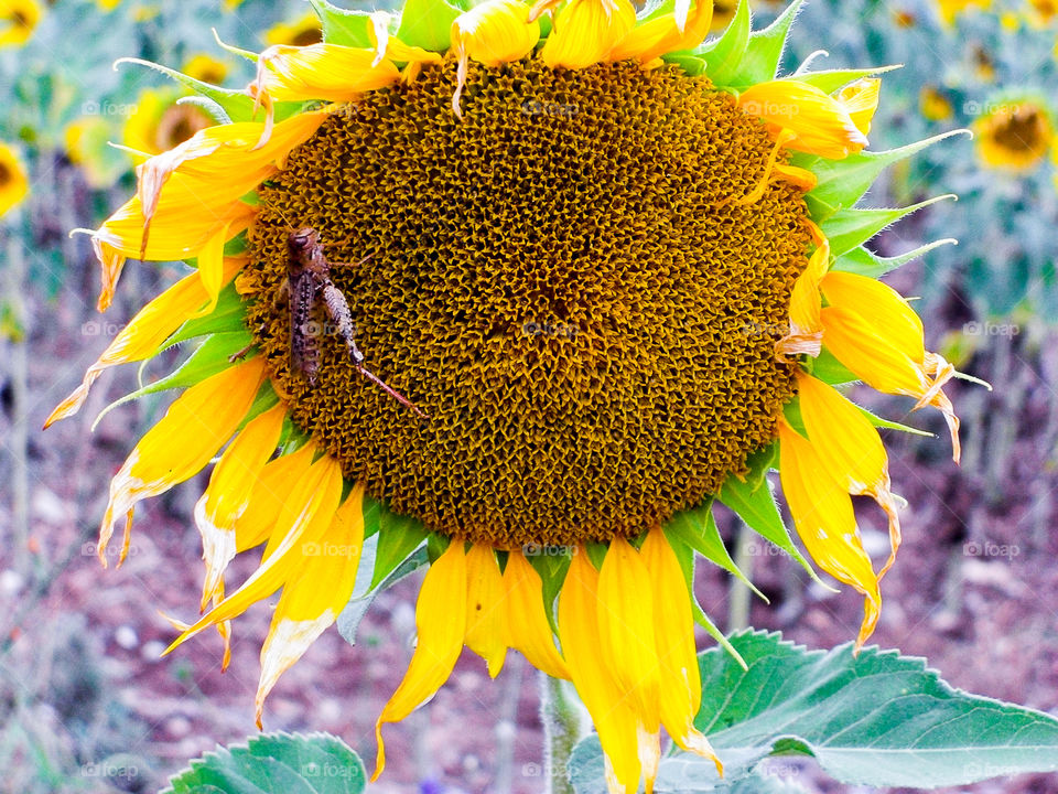 A sunflower and a cricket