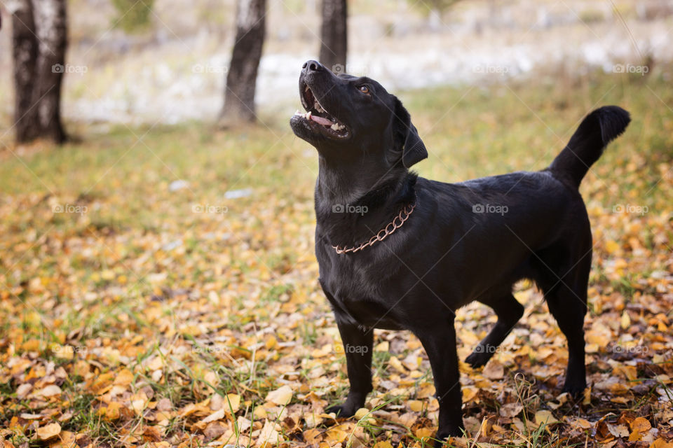 labrador for a walk in the park in autumn