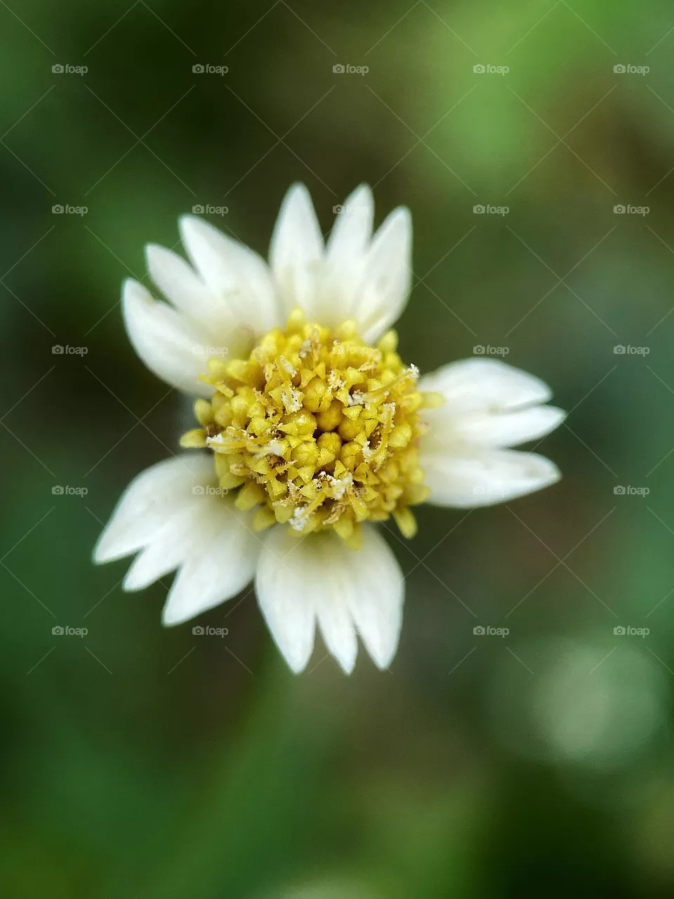 Grass flower