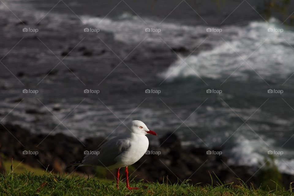 Seagull at sunrise