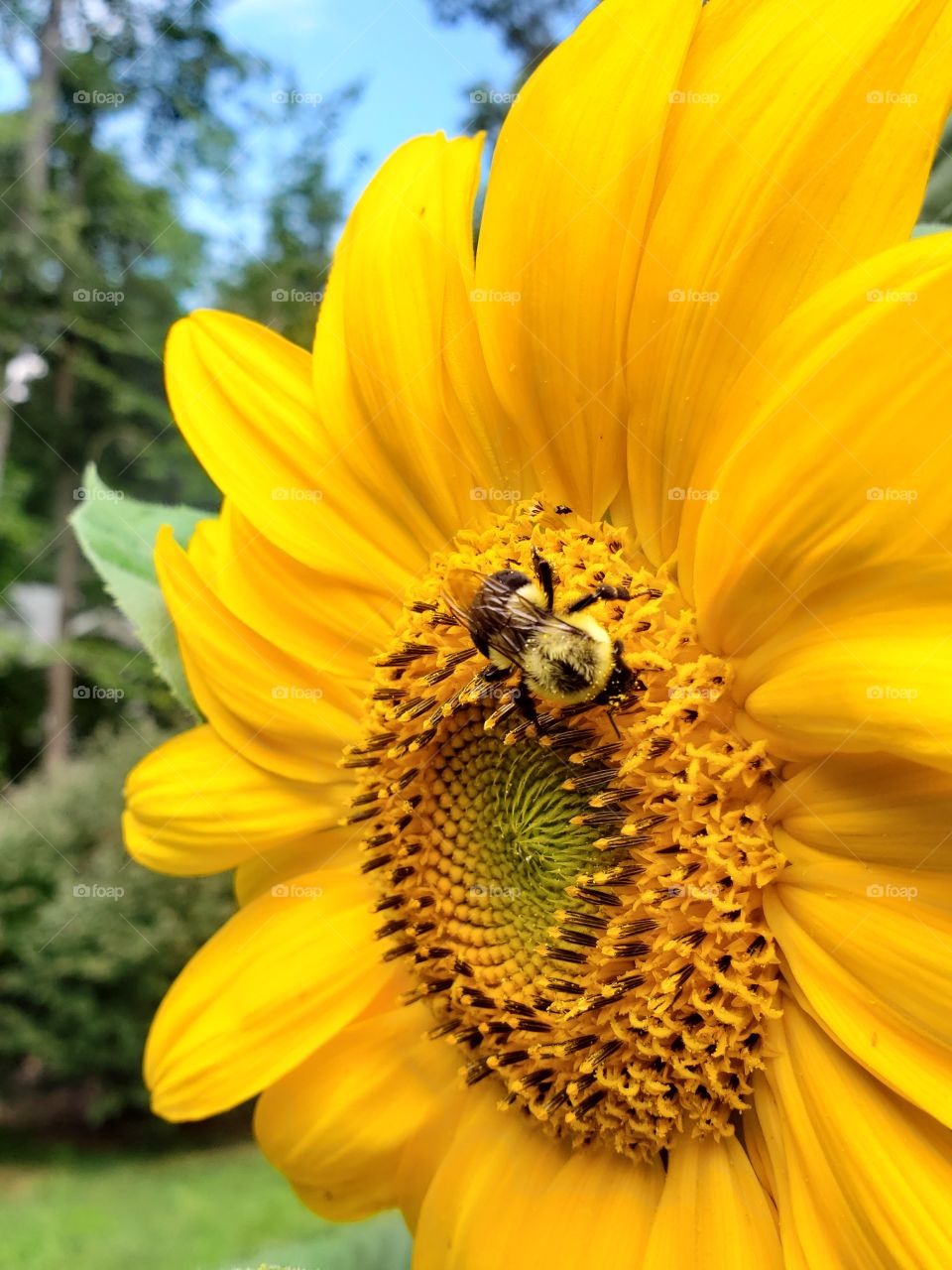 Bee pollination