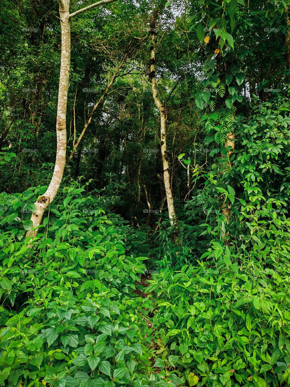 Capturing the fresh lush green forest during spring
