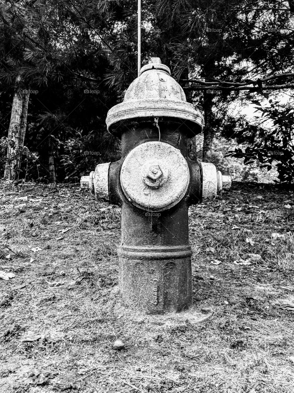black and white fire hydrant