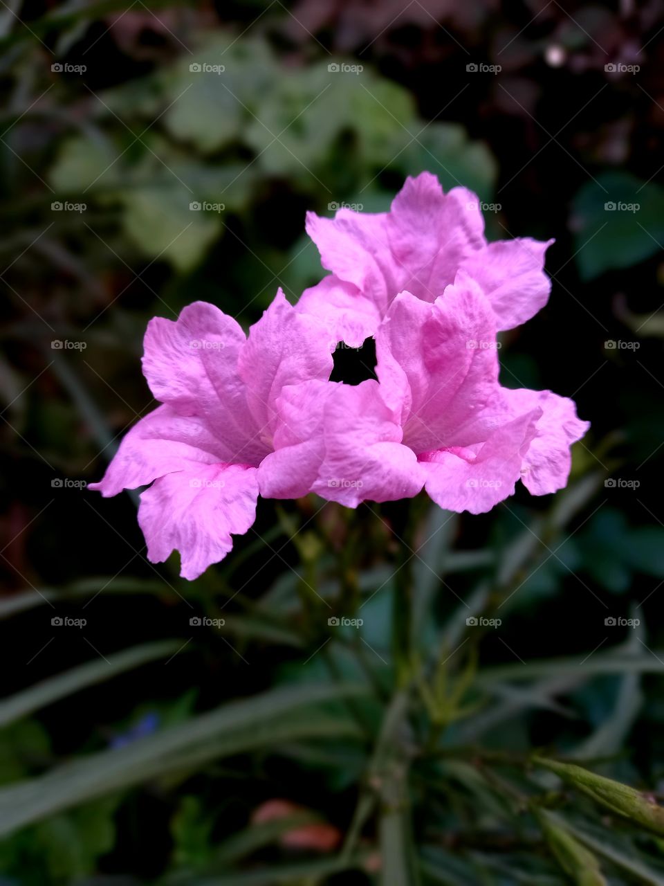 Ruellia simplex