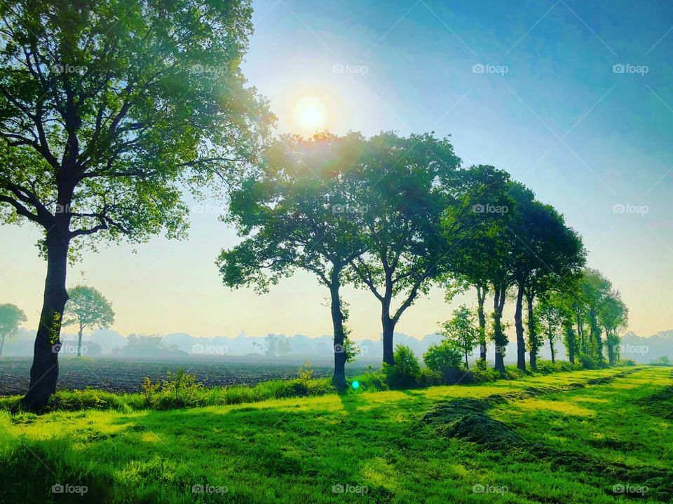 Row of trees with a rising sun behind them