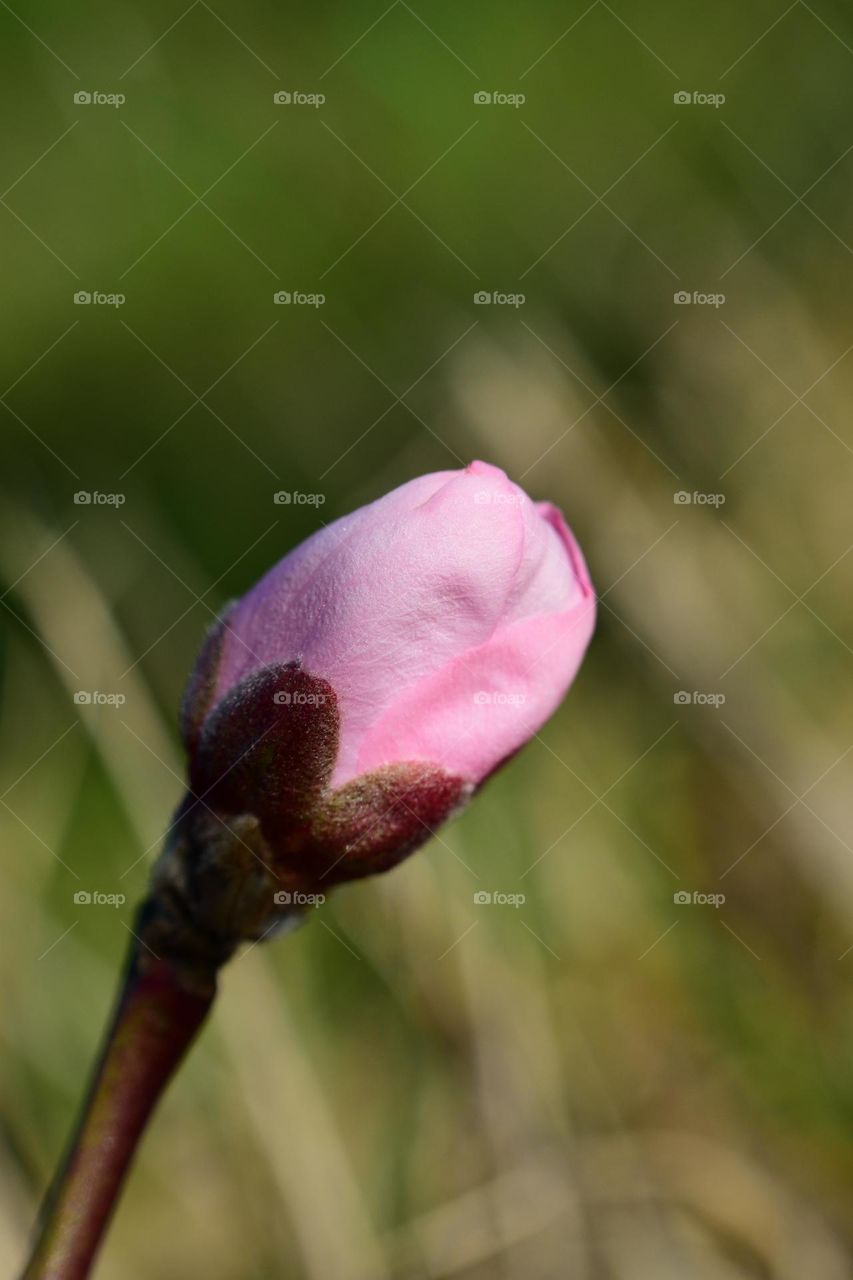 baby pink