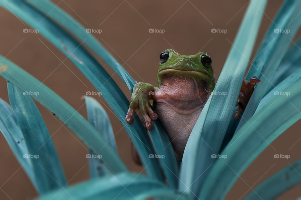 Frog