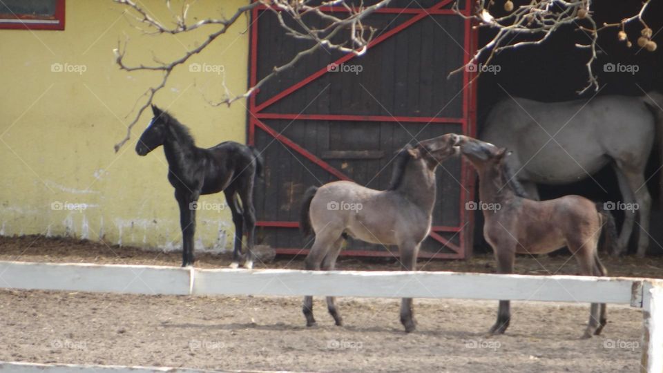 Two ponies kissing