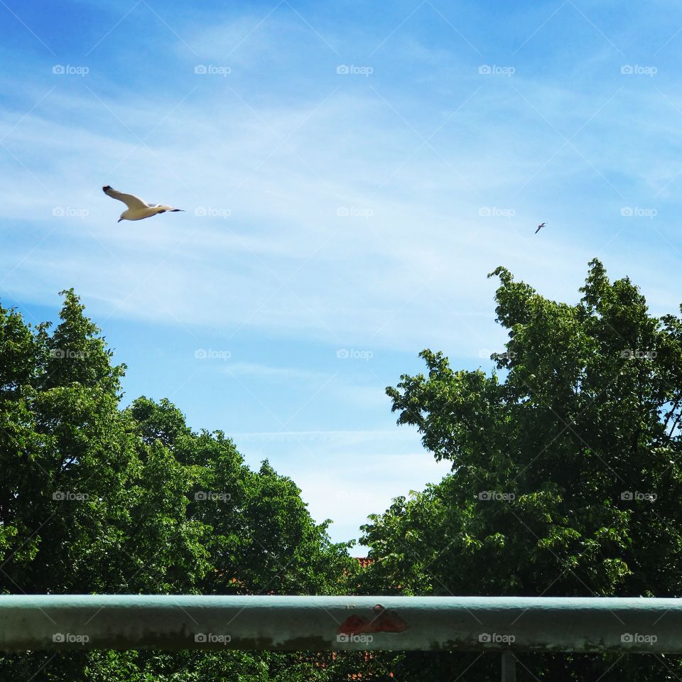 Looking up at the blue sky and the seagulls