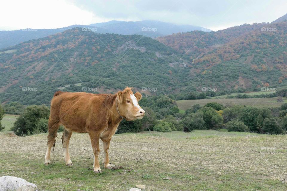 Cow standing on the grassy land