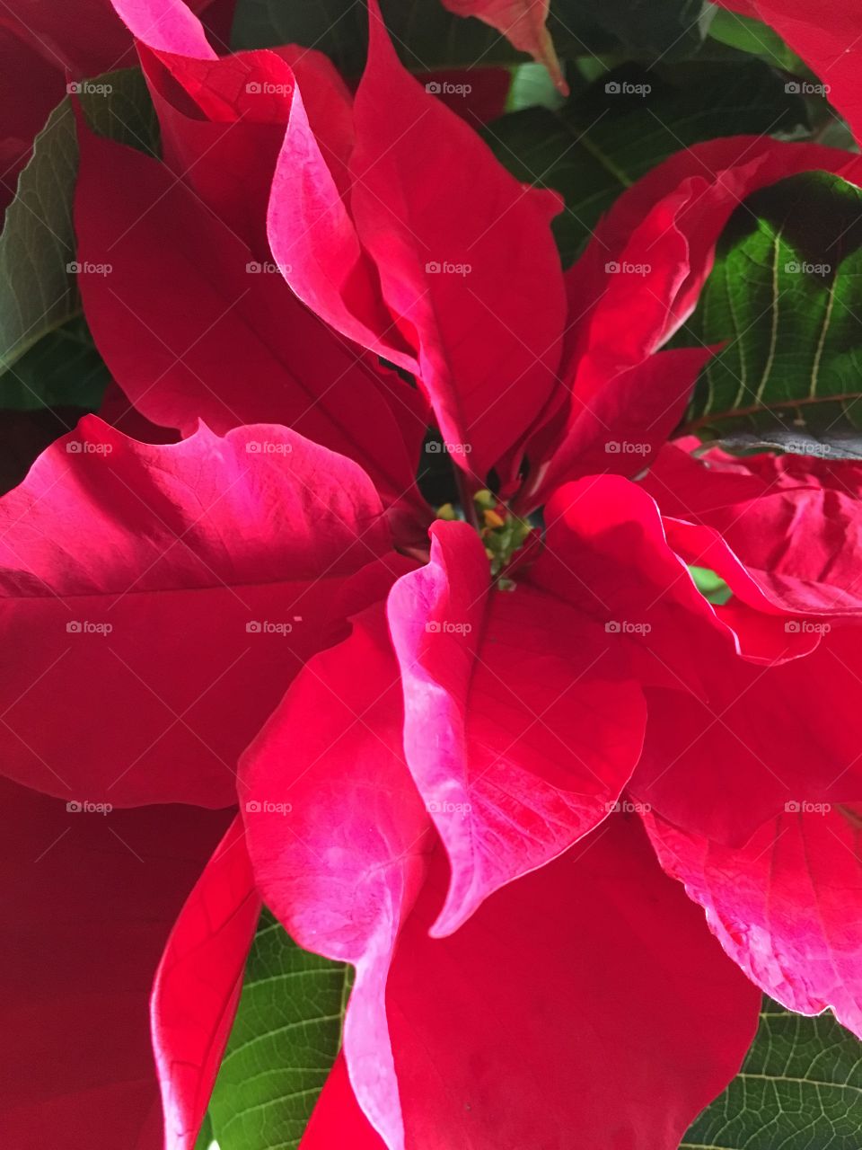 Holiday Flower