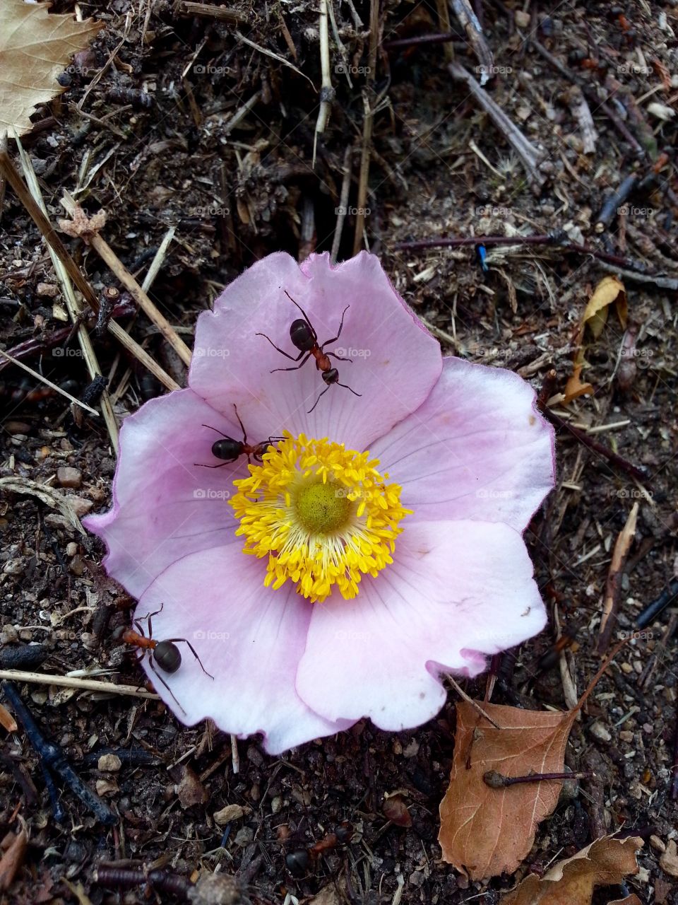 There is an ant hill close to my house.  The weather has been nice so the ants have been very busy and active. I noticed that many ants makes an interesting sound.