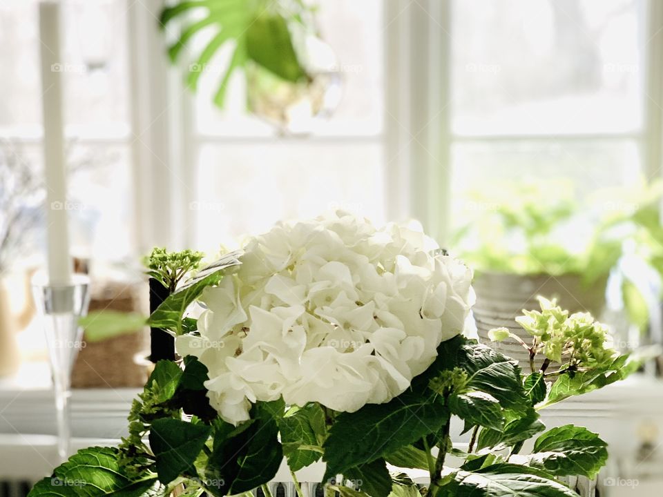 Beautiful white Hortencia and other plants with green leaves in my kitchen 