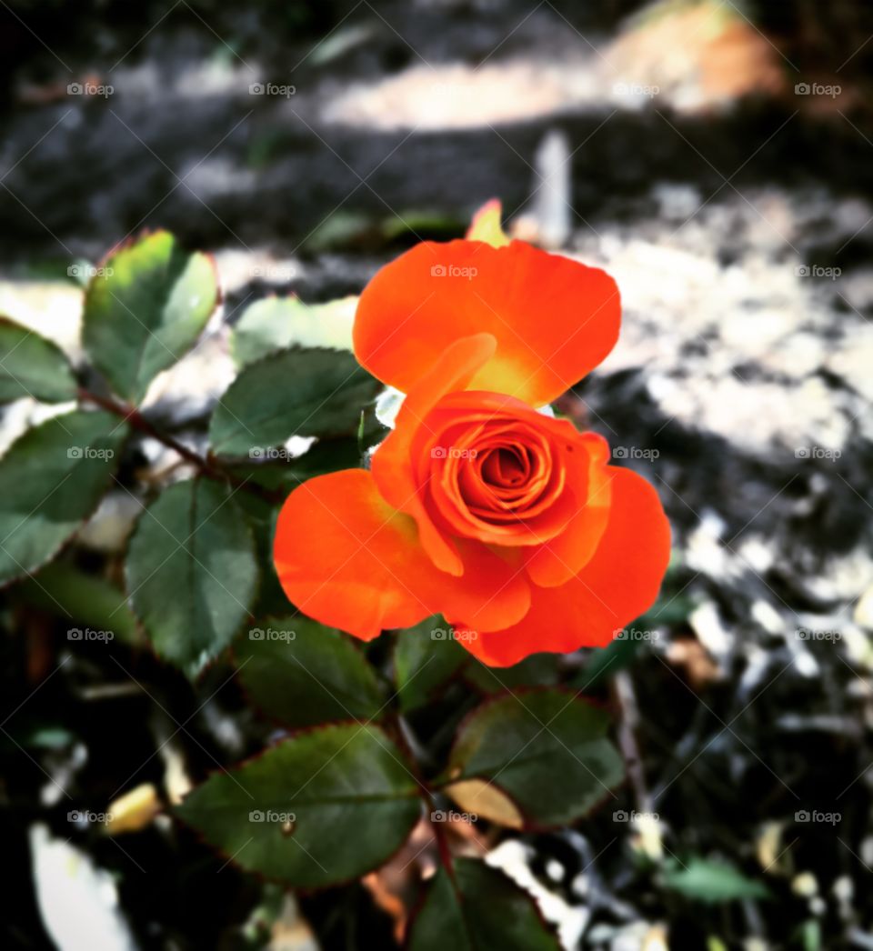 🌼#Flores do nosso #jardim, para alegrar e embelezar nosso dia!
#Jardinagem é nosso #hobby.
🌹
#flor #flowers #flower #pétalas #garden #natureza #nature #flora