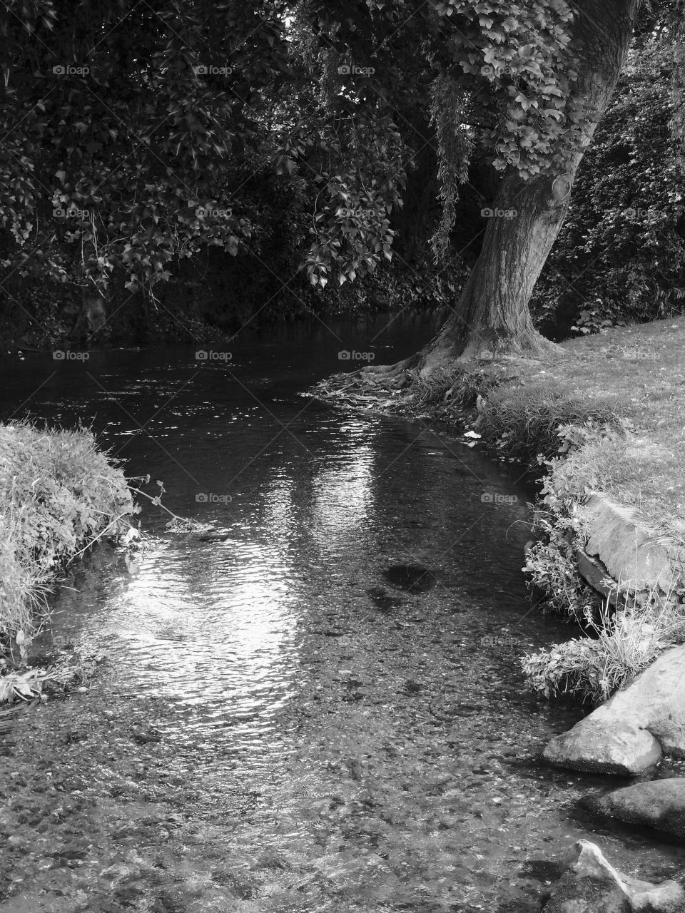 A stream flows around an old tree in an urban park 