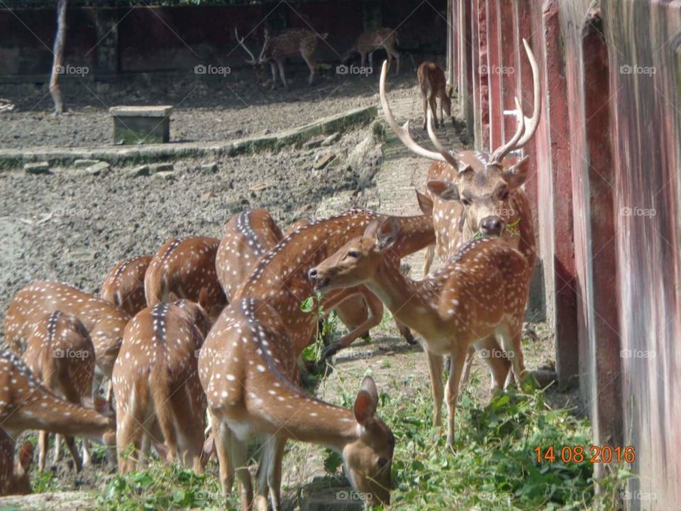 PHOTOGRAPHY of DEERs