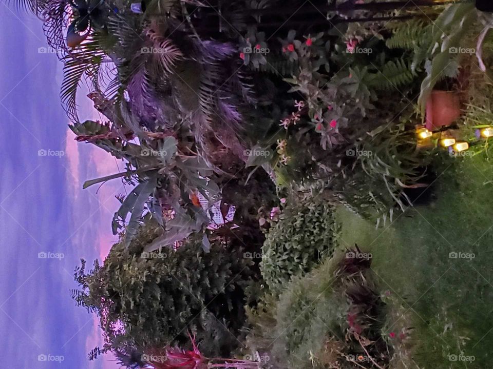 sunset after rain in my secret garden