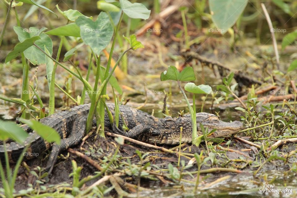 Sweet dreams, baby gator!