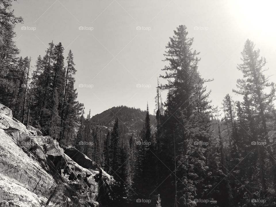 Tall pine trees on rocky mountain top in northern Idaho.