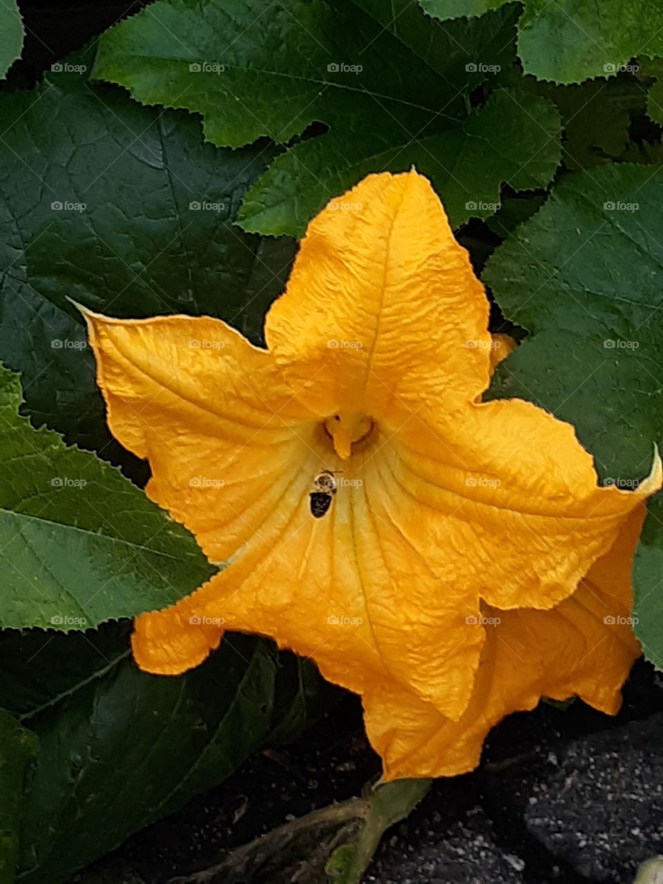 pumpkin blossom