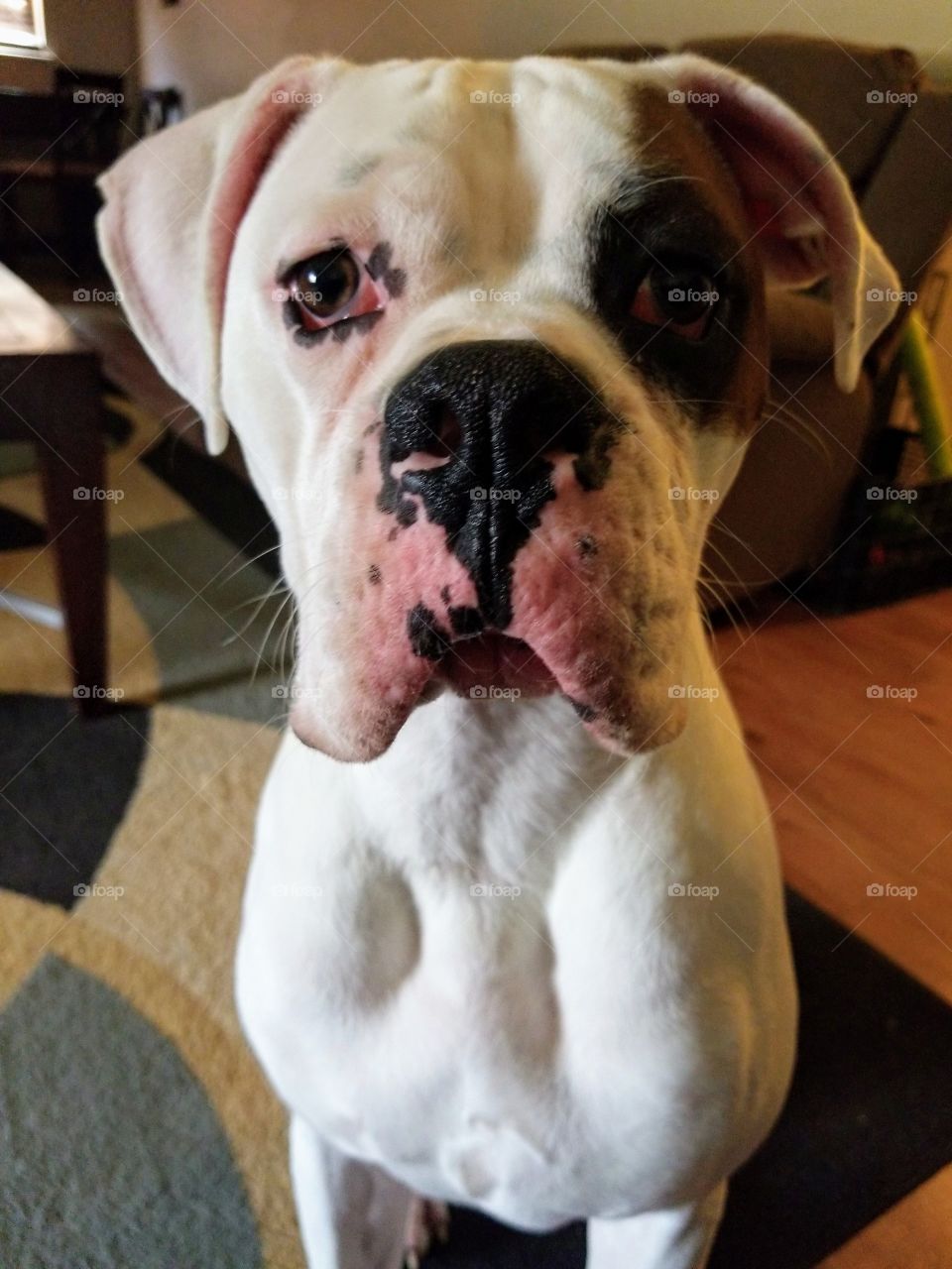 Boomer the Boxer
