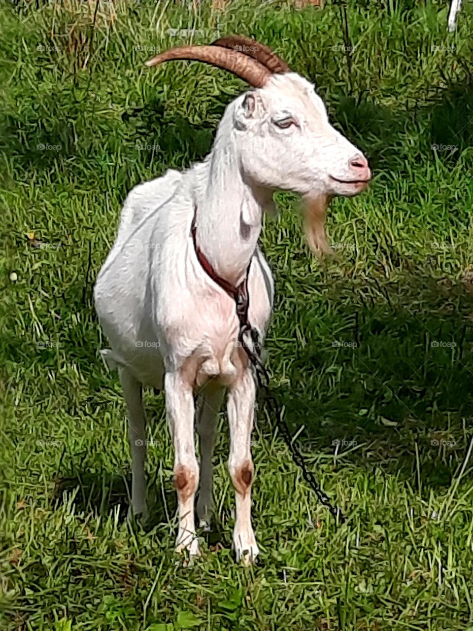 portrait of white goat