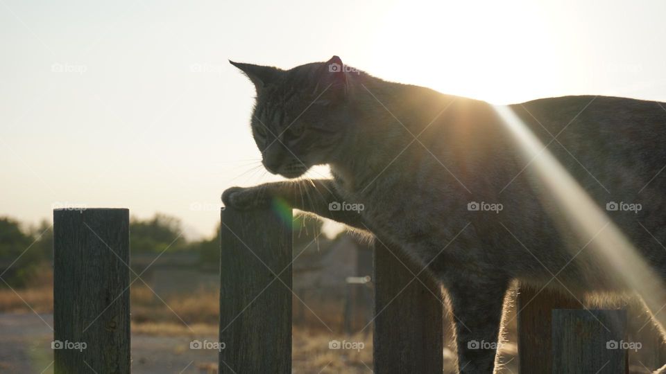 Cat#sun#rays