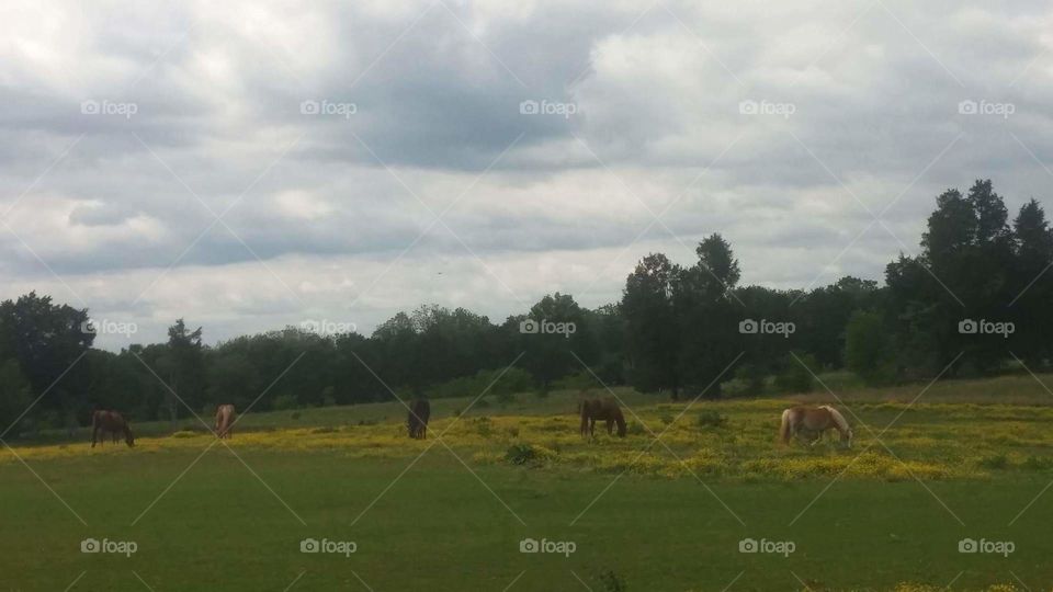 No Person, Mammal, Agriculture, Grass, Landscape