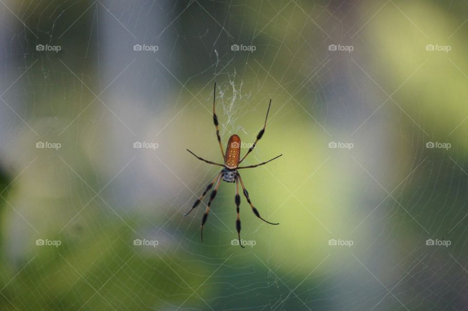 Spider on web