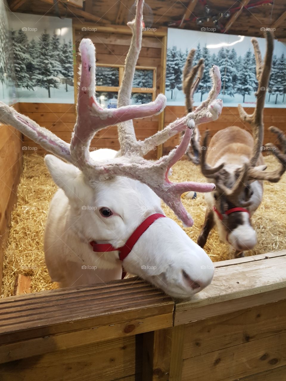 Christmas reindeer looking over gate