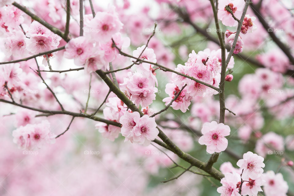 Sakura bloom 