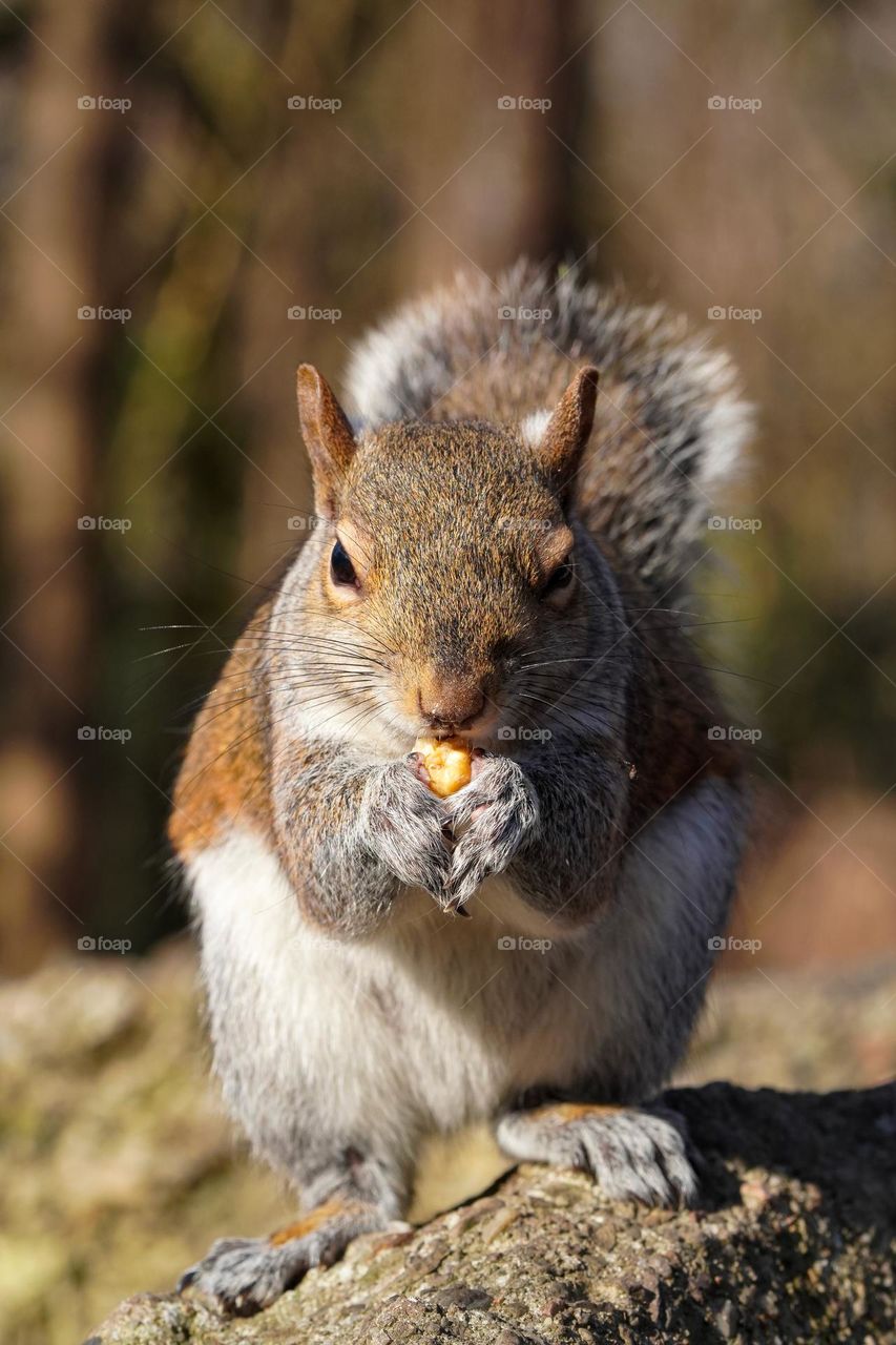 Cute squirrel is eating her nut in the forest 