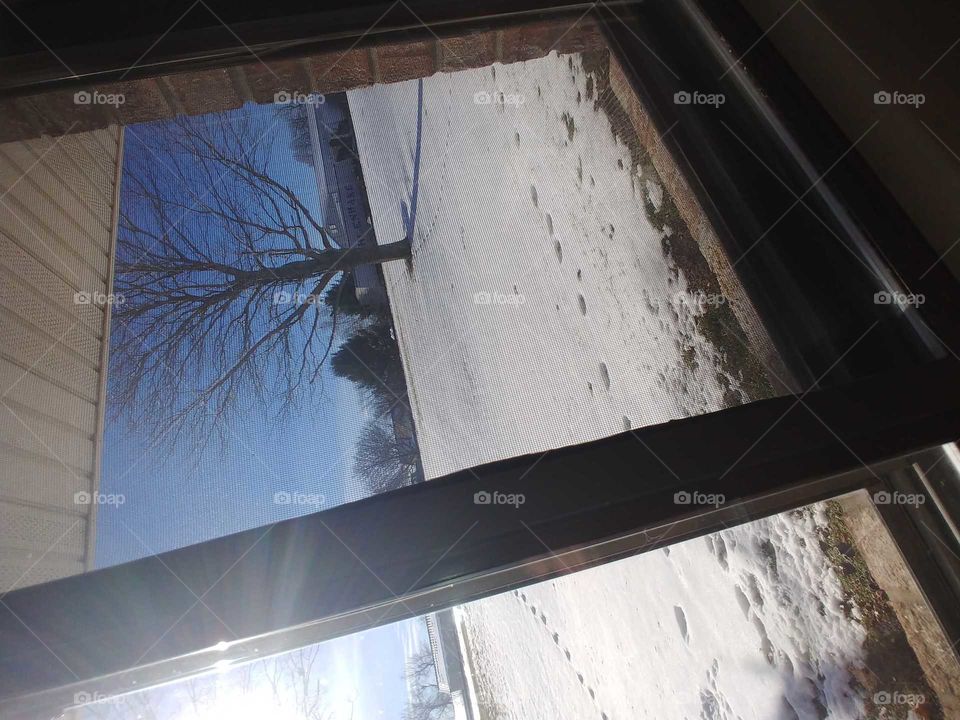 blue sky trees window snow