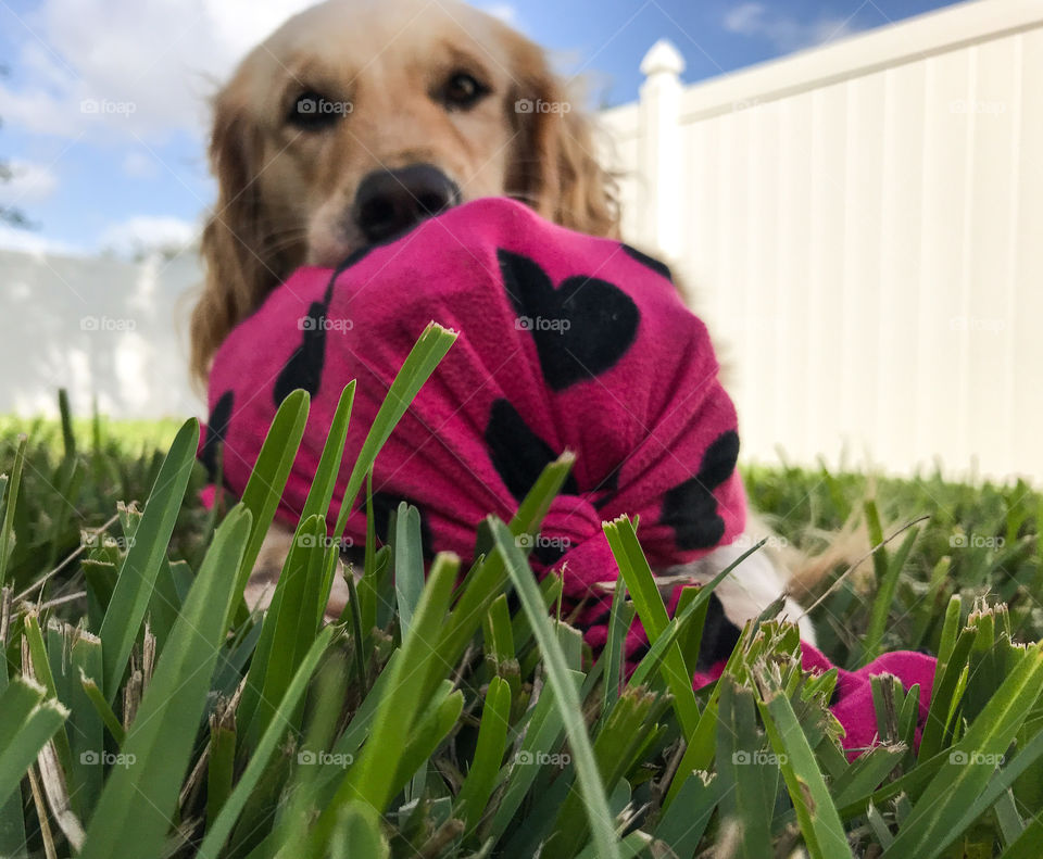 Golden retriever dog playing in backyard 