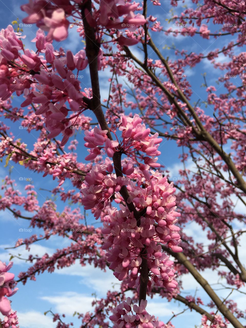 American Redbud