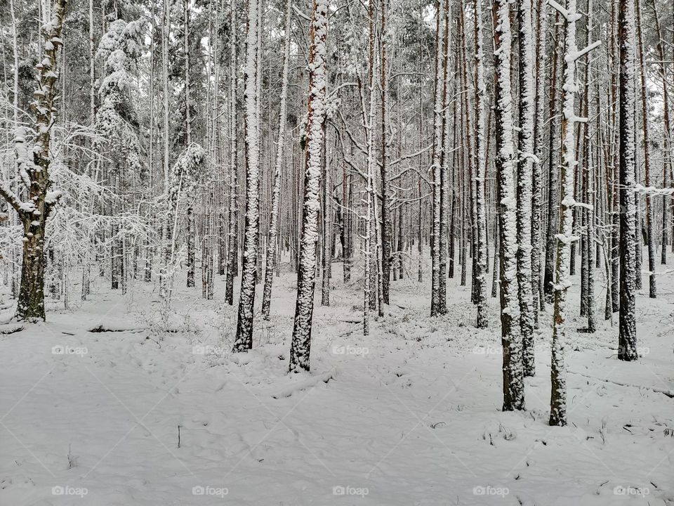Forest in winter