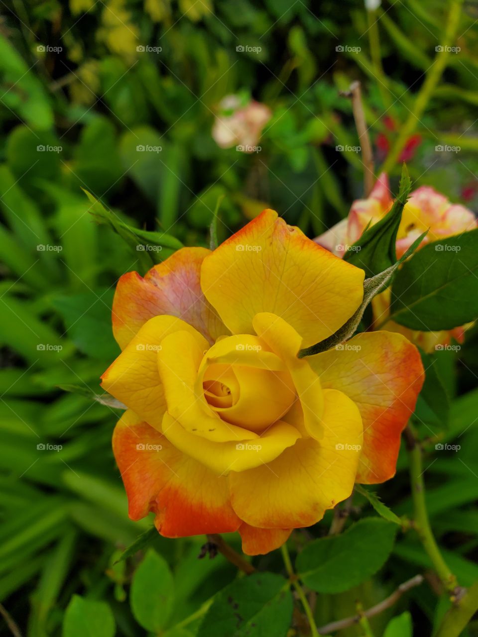 exotic multicolor miniature rose