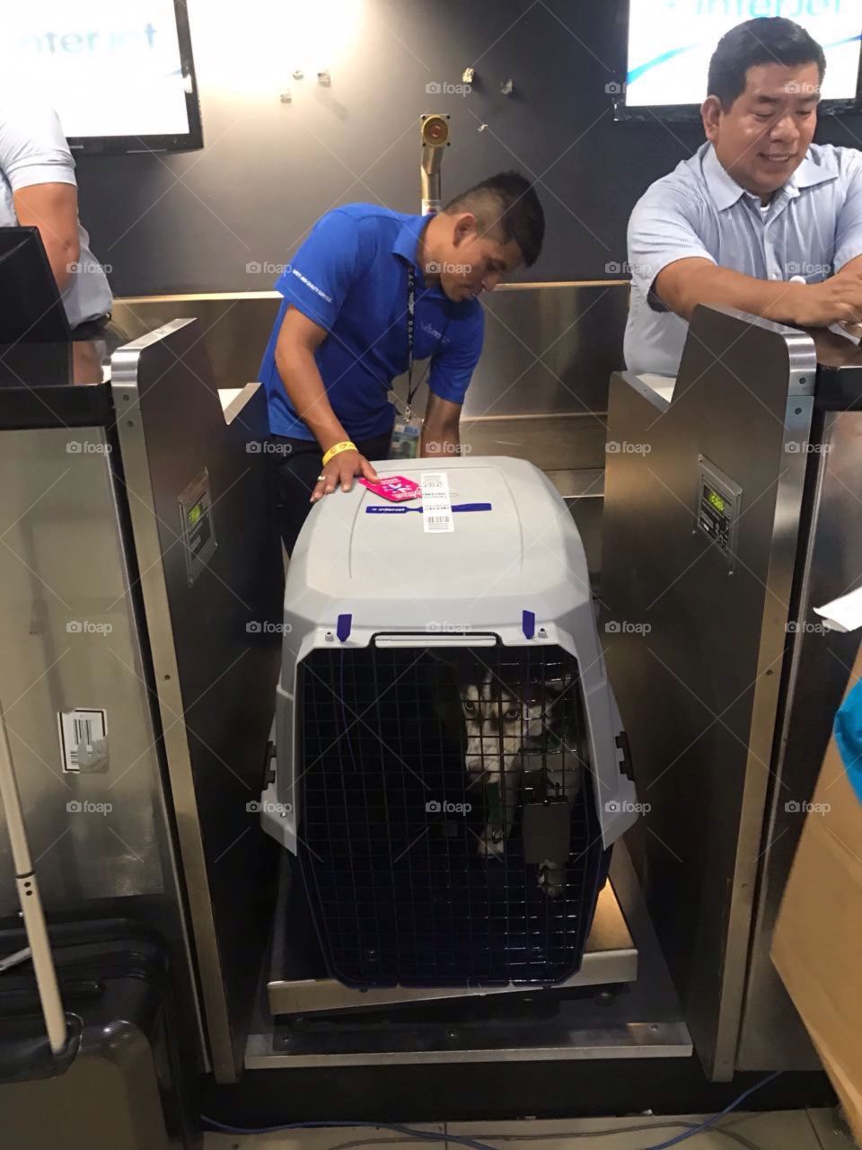 Airport animal pass