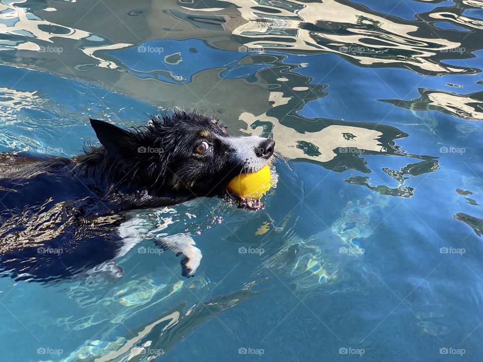 Black and white border collie swimming with a yellow ball in her mouth 